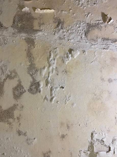 Best Mold Remediation  in New Freedom, PA