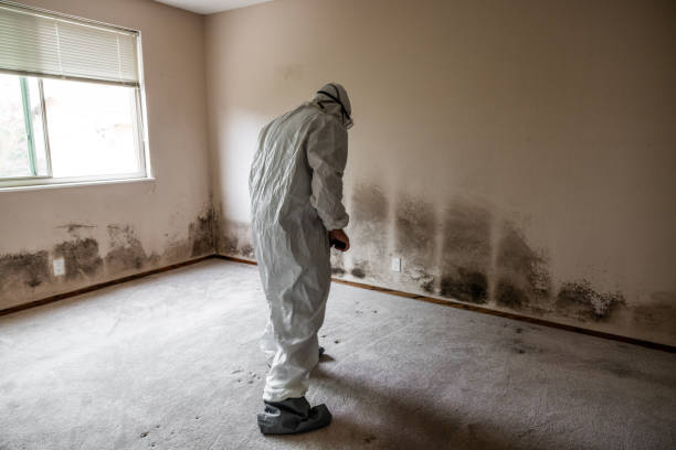 Crawl Space Mold Removal in New Freedom, PA