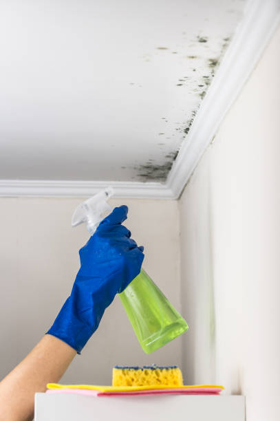 Best Certified Mold Removal  in New Freedom, PA